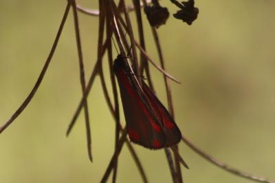 <i>Tyria jacobaeae</i>