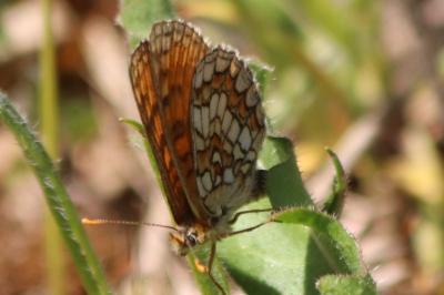 <i>Melitaea athalia</i>