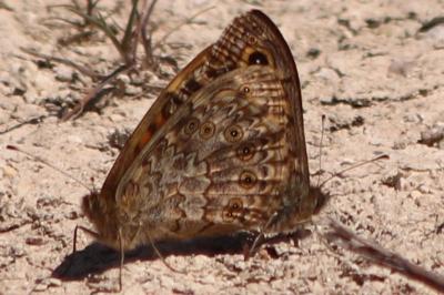 Lasiommata megera