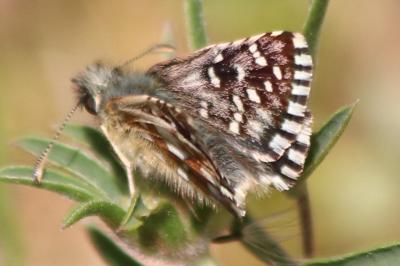 <i>Pyrgus malvae</i>