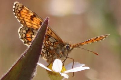 <i>Melitaea parthenoides</i>