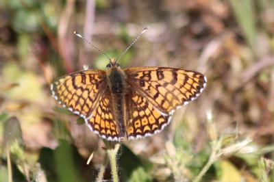 <i>Melitaea cinxia</i>