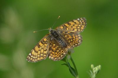 <i>Melitaea cinxia</i>
