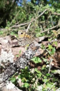 <i>Lasiommata megera</i>