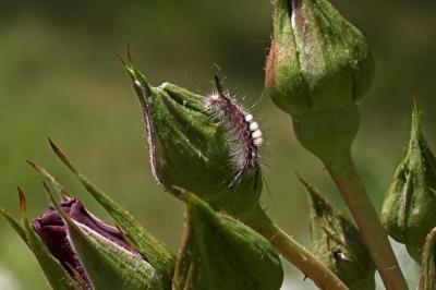 <i>Orgyia antiqua</i>