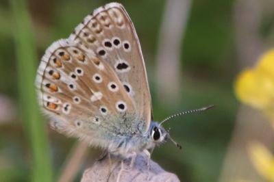 <i>Lysandra bellargus</i>