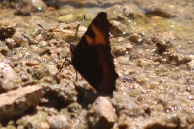 <i>Aglais urticae</i>