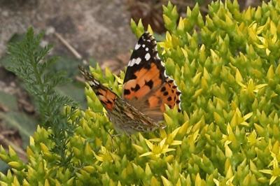 <i>Vanessa cardui</i>
