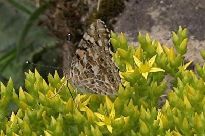 <i>Vanessa cardui</i>