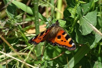 <i>Aglais urticae</i>