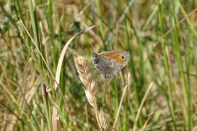 <i>Coenonympha pamphilus</i>
