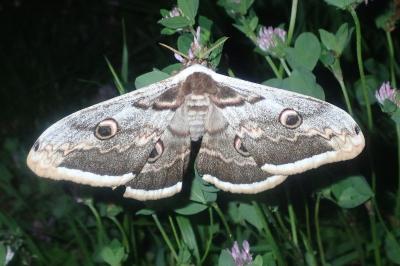 Saturniidae