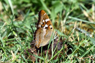 <i>Apatura ilia</i>