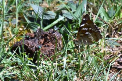 <i>Apatura ilia</i>