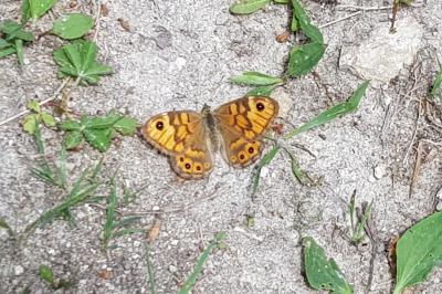 <i>Lasiommata megera</i>