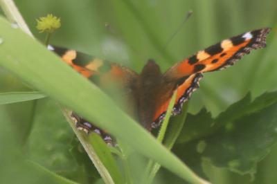 <i>Aglais urticae</i>