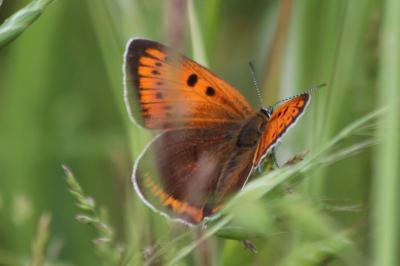 <i>Lycaena dispar</i>