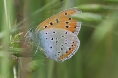 <i>Lycaena dispar</i>