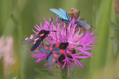 <i>Zygaena trifolii</i>