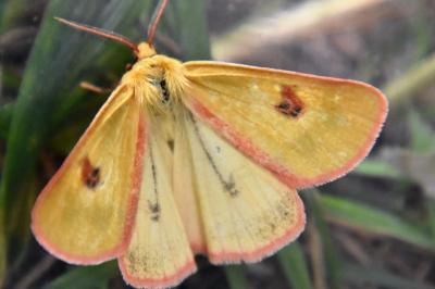 <i>Diacrisia sannio</i>