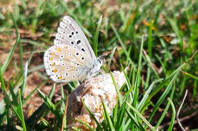 <i>Lysandra bellargus</i>