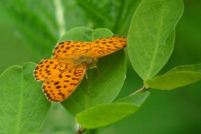 <i>Brenthis daphne</i>