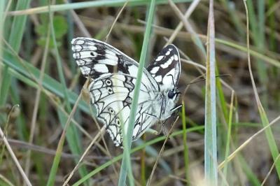 <i>Melanargia galathea</i>