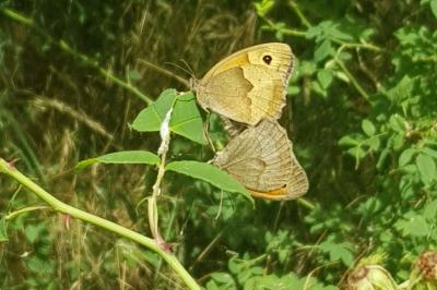 <i>Coenonympha pamphilus</i>