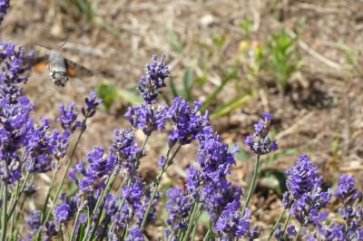 <i>Macroglossum stellatarum</i>