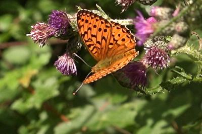 <i>Speyeria aglaja</i>