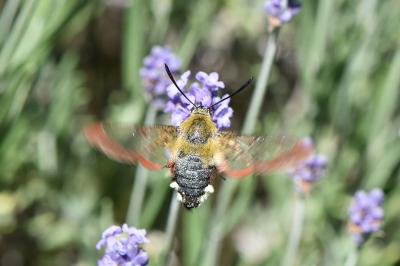<i>Hemaris fuciformis</i>