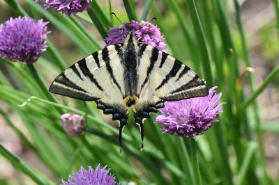 <i>Iphiclides podalirius</i>