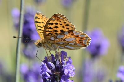<i>Issoria lathonia</i>