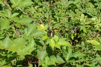 <i>Limenitis reducta</i>