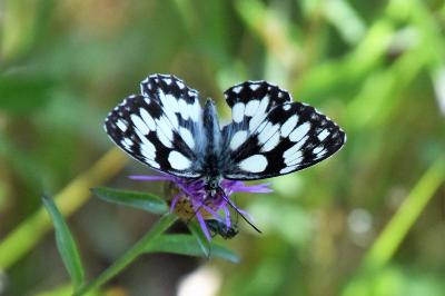 <i>Melanargia galathea</i>