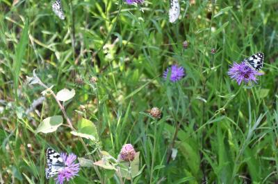<i>Melanargia galathea</i>