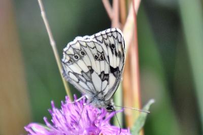 <i>Melanargia galathea</i>