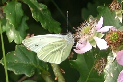 <i>Pieris napi</i>