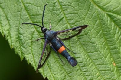 <i>Synanthedon myopaeformis</i>