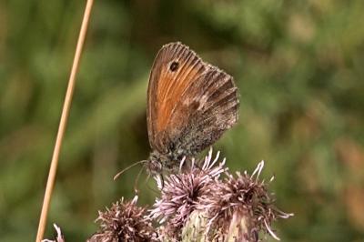 <i>Coenonympha pamphilus</i>