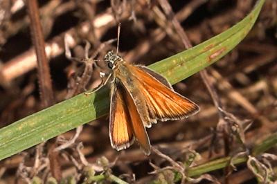<i>Thymelicus lineola</i>