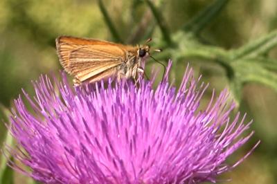 <i>Thymelicus lineola</i>