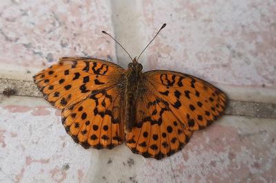 <i>Brenthis daphne</i>