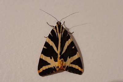 <i>Euplagia quadripunctaria</i>