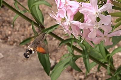 <i>Macroglossum stellatarum</i>