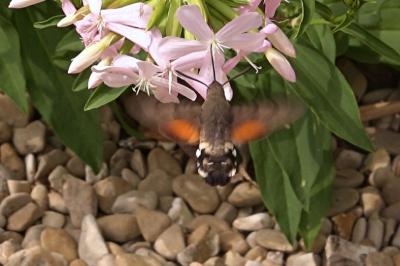<i>Macroglossum stellatarum</i>