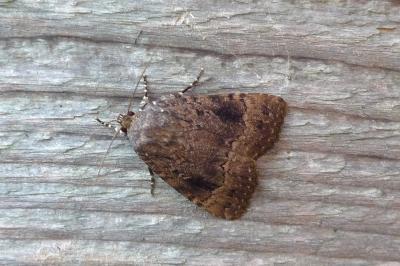 Noctuidae