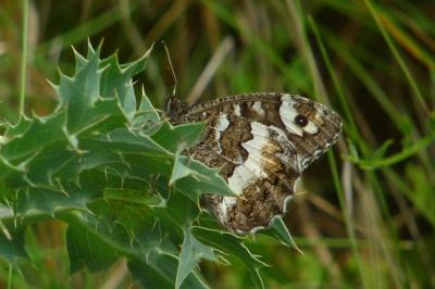 <i>Brintesia circe</i>