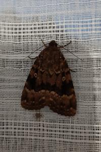 <i>Amphipyra pyramidea</i>