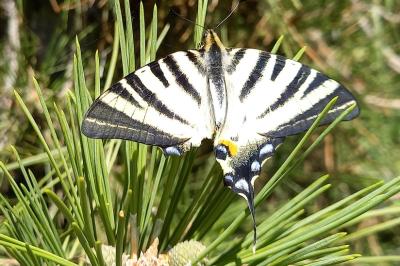 <i>Iphiclides podalirius</i>
